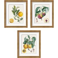 Framed 'Vintage Fruit 3 Piece Framed Art Print Set' border=