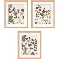 Framed 'Pressed Flower Arrangement 3 Piece Framed Art Print Set' border=