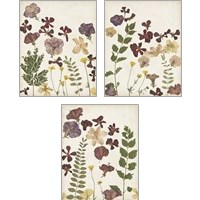 Framed 'Pressed Flower Arrangement 3 Piece Art Print Set' border=