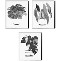 Framed 'B&W Indoor Plant 3 Piece Canvas Print Set' border=