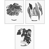 Framed 'B&W Indoor Plant 3 Piece Art Print Set' border=