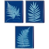 Framed 'Cyanotype Ferns 3 Piece Canvas Print Set' border=