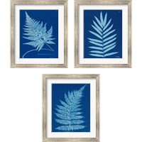 Framed 'Cyanotype Ferns 3 Piece Framed Art Print Set' border=