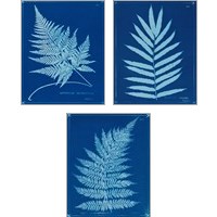 Framed 'Cyanotype Ferns 3 Piece Art Print Set' border=