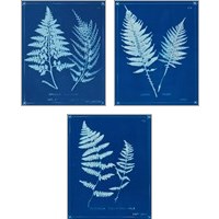 Framed Cyanotype Ferns 3 Piece Art Print Set