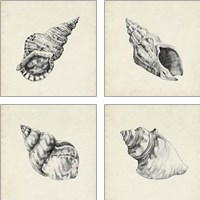 Framed 'Seashell Pencil Sketch 4 Piece Art Print Set' border=