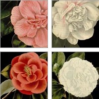 Framed 'Dramatic Camellia 4 Piece Art Print Set' border=