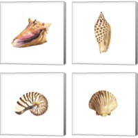 Framed 'Oceanum Shells White 4 Piece Canvas Print Set' border=