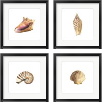 Framed Oceanum Shells White 4 Piece Framed Art Print Set