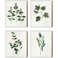Framed Botanical Study Greenery 4 Piece Canvas Print Set