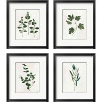 Framed Botanical Study Greenery 4 Piece Framed Art Print Set