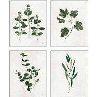 Framed Botanical Study Greenery 4 Piece Art Print Set