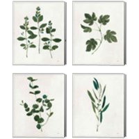 Framed 'Botanical Study Greenery 4 Piece Canvas Print Set' border=