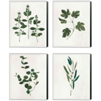Framed 'Botanical Study Greenery 4 Piece Canvas Print Set' border=