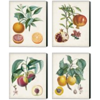 Framed 'Vintage Fruit 4 Piece Canvas Print Set' border=