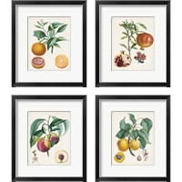 Framed 'Vintage Fruit 4 Piece Framed Art Print Set' border=