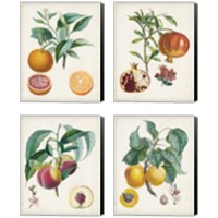 Framed 'Vintage Fruit 4 Piece Canvas Print Set' border=
