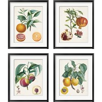 Framed Vintage Fruit 4 Piece Framed Art Print Set