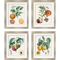 Framed Vintage Fruit 4 Piece Framed Art Print Set