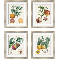Framed Vintage Fruit 4 Piece Framed Art Print Set