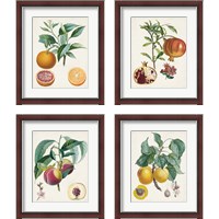 Framed 'Vintage Fruit 4 Piece Framed Art Print Set' border=