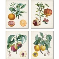 Framed Vintage Fruit 4 Piece Art Print Set