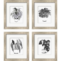 Framed 'B&W Indoor Plant 4 Piece Framed Art Print Set' border=