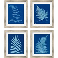 Framed 'Cyanotype Ferns 4 Piece Framed Art Print Set' border=