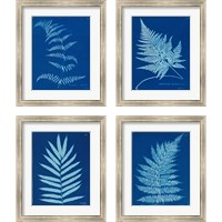 Framed Cyanotype Ferns 4 Piece Framed Art Print Set