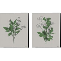 Framed 'Line Botanical 2 Piece Canvas Print Set' border=