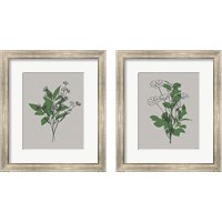 Framed Line Botanical 2 Piece Framed Art Print Set