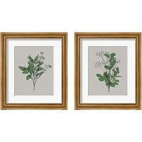 Framed 'Line Botanical 2 Piece Framed Art Print Set' border=
