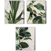 Framed Tropical Study 3 Piece Canvas Print Set