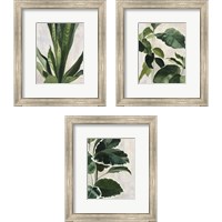 Framed 'Tropical Study 3 Piece Framed Art Print Set' border=