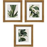 Framed 'Tropical Study 3 Piece Framed Art Print Set' border=