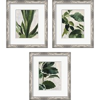 Framed 'Tropical Study 3 Piece Framed Art Print Set' border=