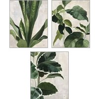 Framed Tropical Study 3 Piece Art Print Set