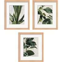 Framed 'Tropical Study 3 Piece Framed Art Print Set' border=
