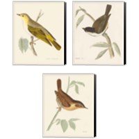 Framed Engraved Birds 3 Piece Canvas Print Set