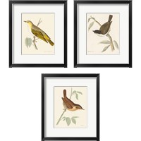 Framed Engraved Birds 3 Piece Framed Art Print Set