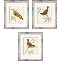 Framed 'Engraved Birds 3 Piece Framed Art Print Set' border=