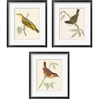 Framed Engraved Birds 3 Piece Framed Art Print Set