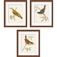Framed 'Engraved Birds 3 Piece Framed Art Print Set' border=