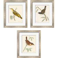 Framed 'Engraved Birds 3 Piece Framed Art Print Set' border=