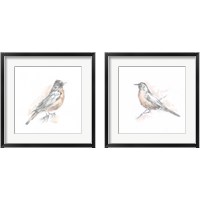 Framed Robin Bird Sketch 2 Piece Framed Art Print Set