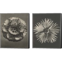 Framed Blossfeldt Flower 2 Piece Canvas Print Set