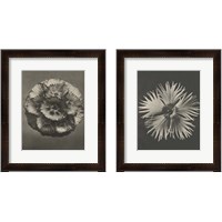 Framed 'Blossfeldt Flower 2 Piece Framed Art Print Set' border=