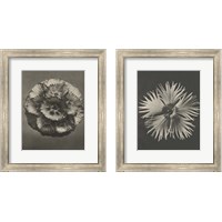 Framed Blossfeldt Flower 2 Piece Framed Art Print Set