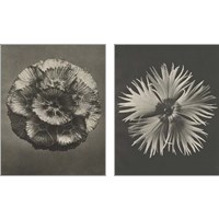 Framed Blossfeldt Flower 2 Piece Art Print Set