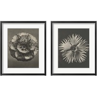 Framed Blossfeldt Flower 2 Piece Framed Art Print Set